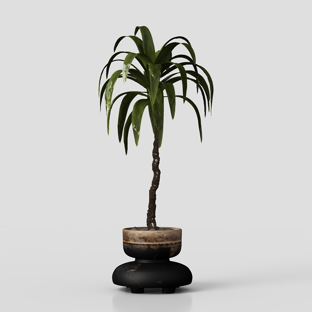 Modern Indoor Potted Plants