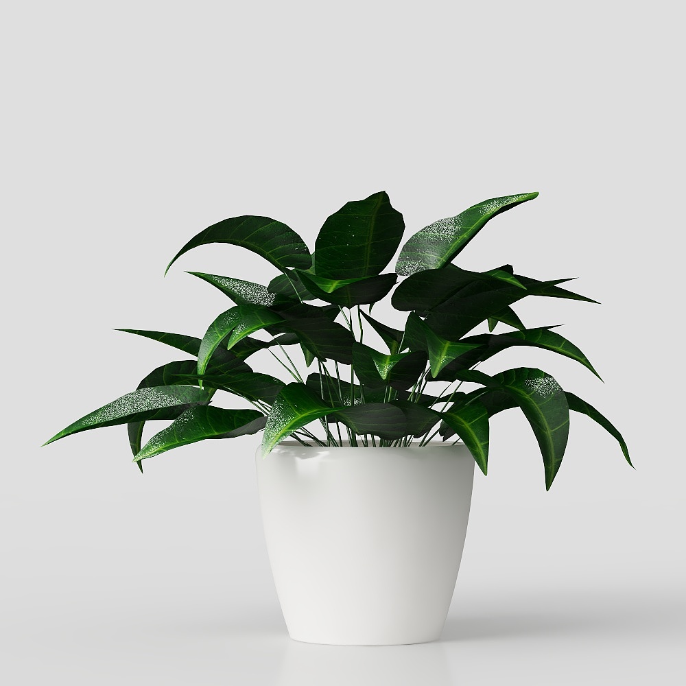 モダンな鉢植え植物