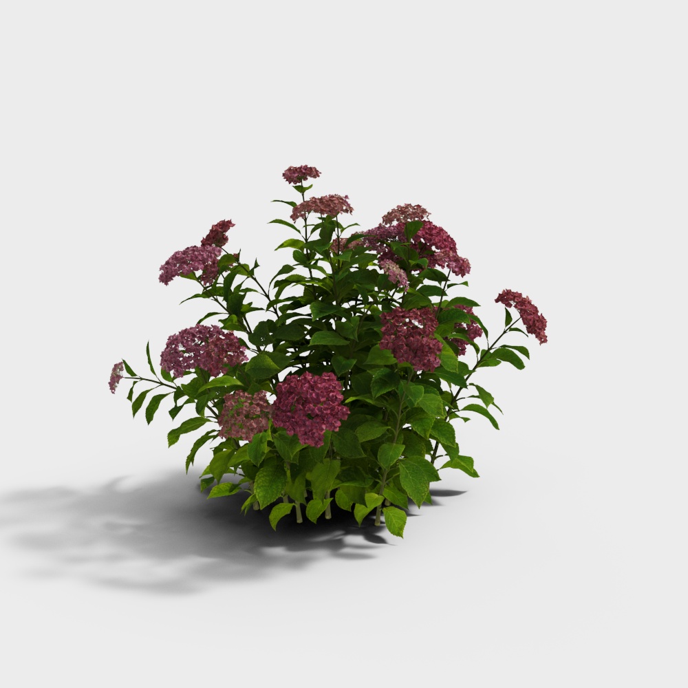 Purple Hydrangea Bush 3D model