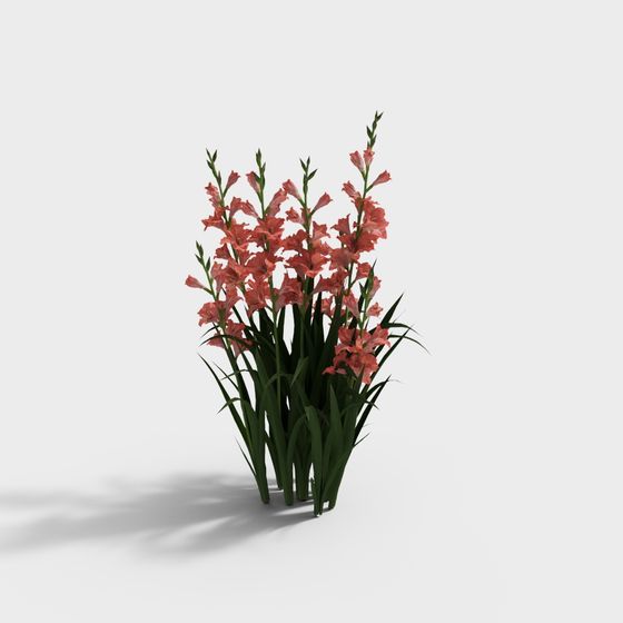 モダンなグラジオラス