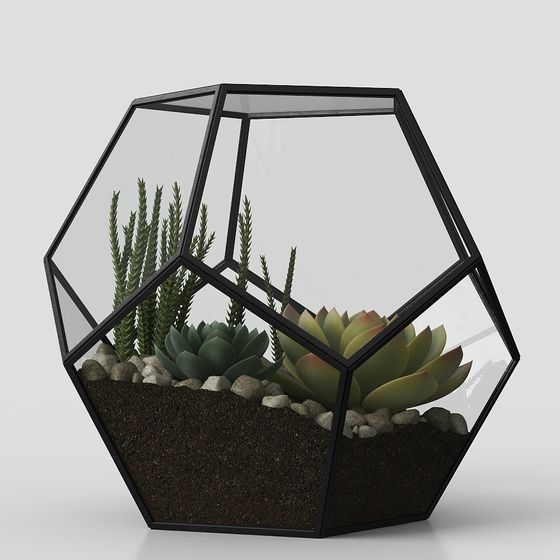 Cây mọng nước hiện đại