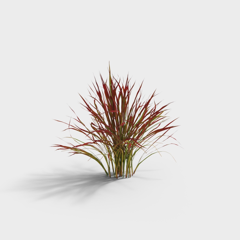 Ancient Style Bonsai Blood Grass