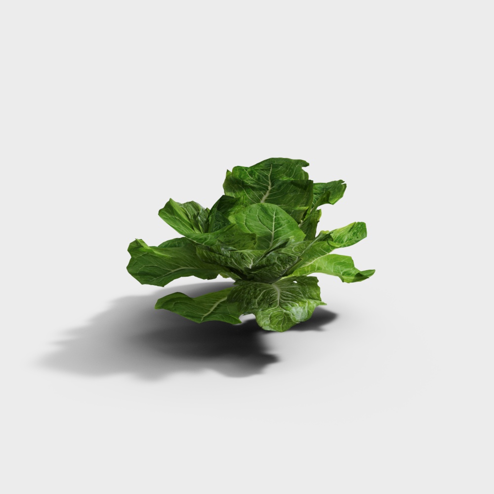 Rau diếp hiện đại