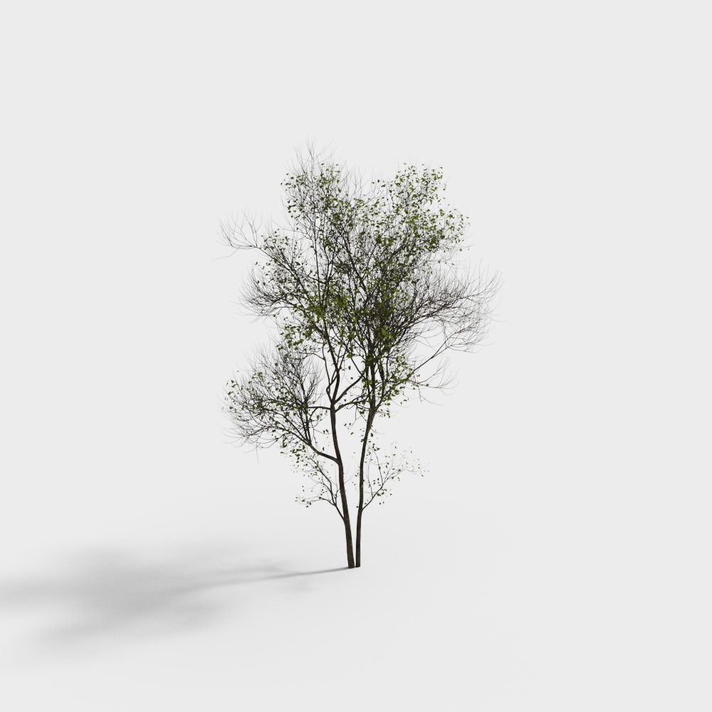 現代の高木風景樹