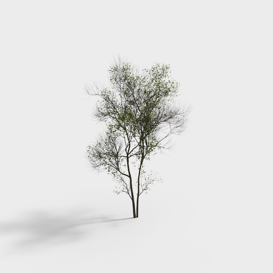 現代の高木風景樹