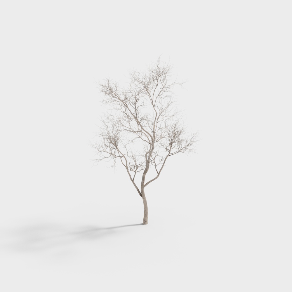 Modern Tall Trees for Boulevards