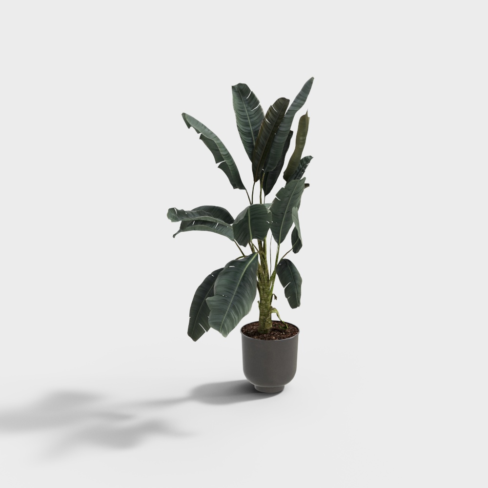 Indoor plant potted plant