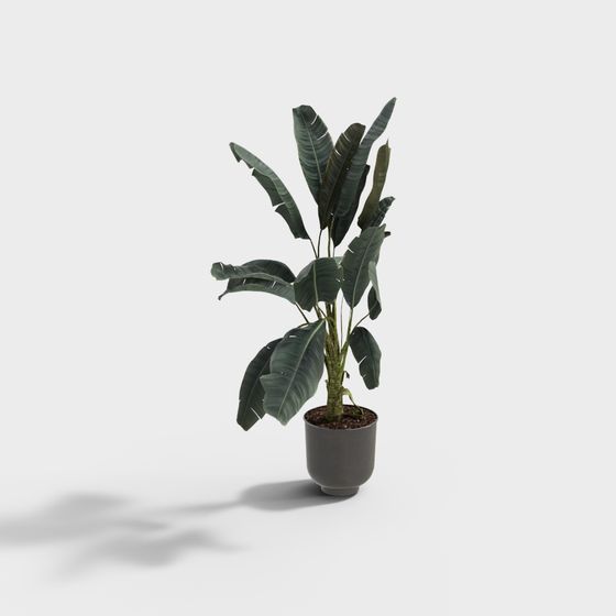 Tropical Banana Potted Plant 3D model for Creative Spaces