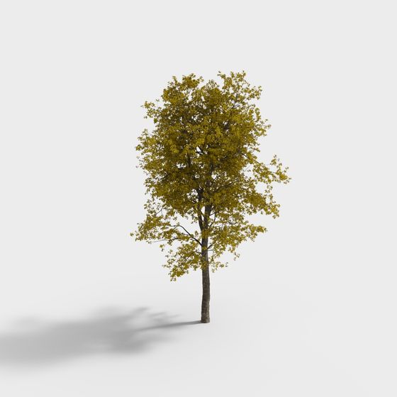 現代花園黃鐘花樹