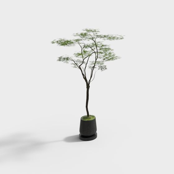 Charming Potted Bamboo 3D Model