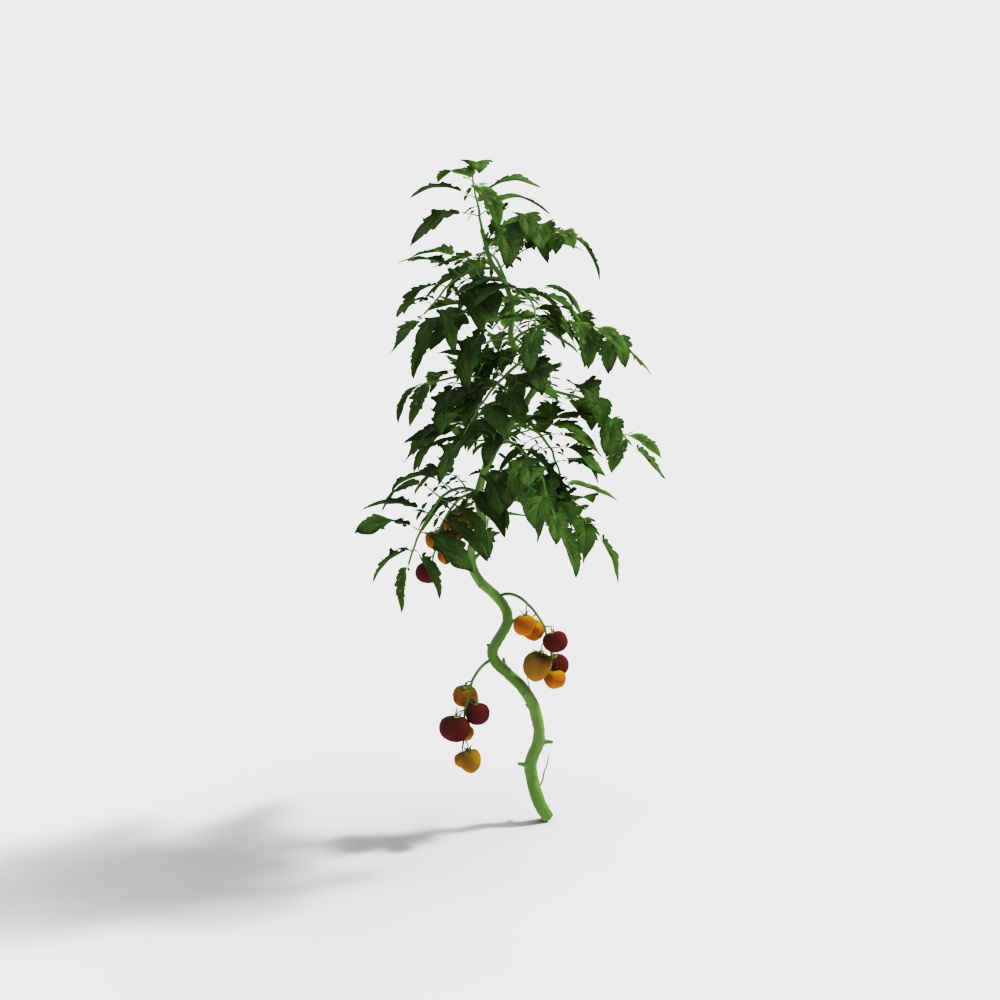 Modern Outdoor Vegetable Tomato