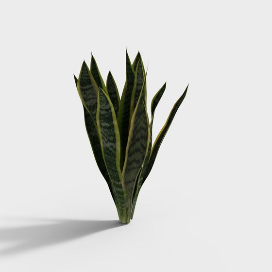 High-Detail Low-Poly Snake Plant 3D model