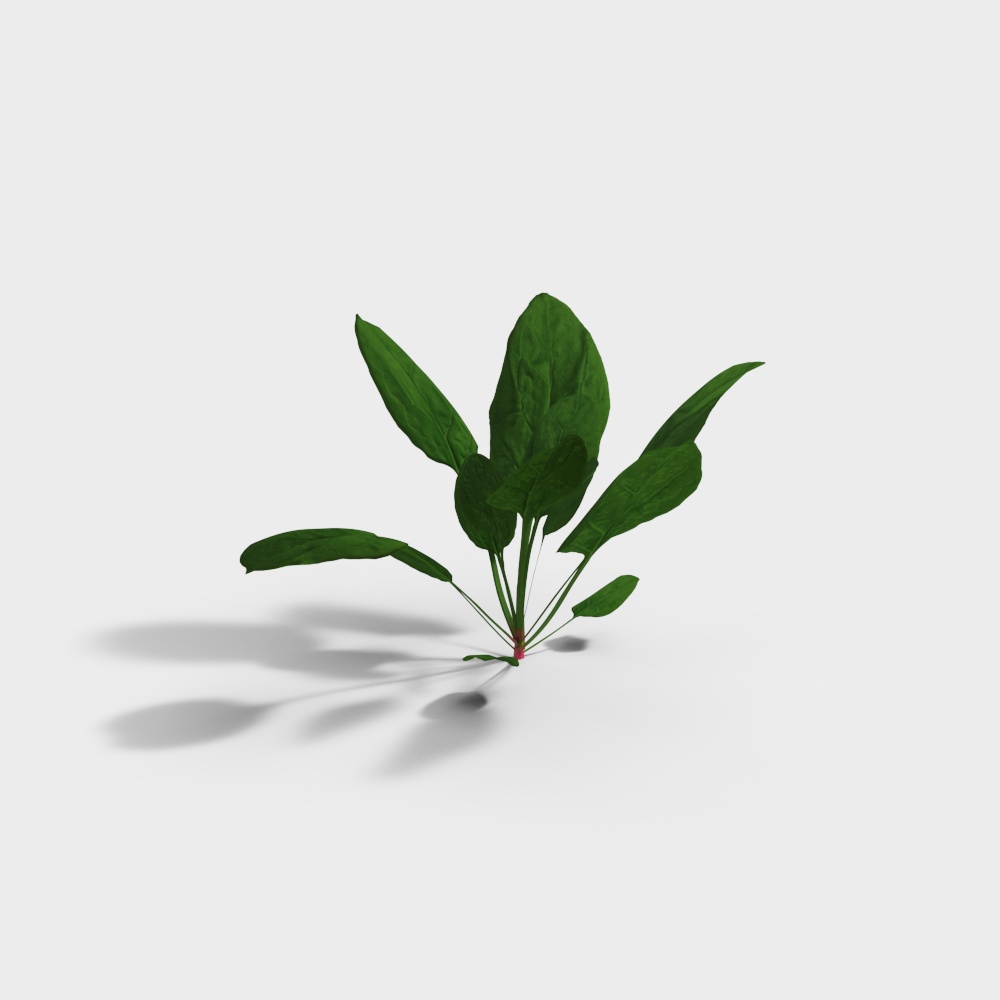 Modern Vegetable Garden Spinach