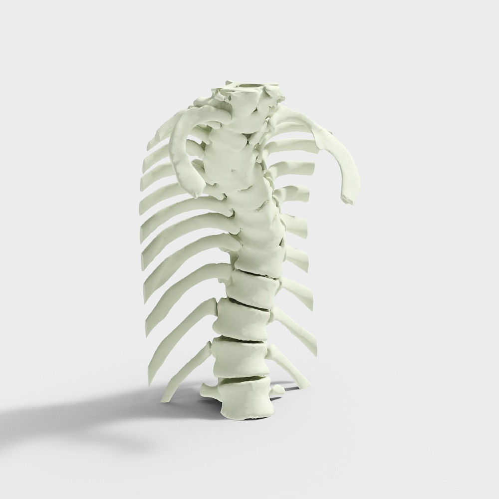 Low-Poly Realistic Spine 3D Model