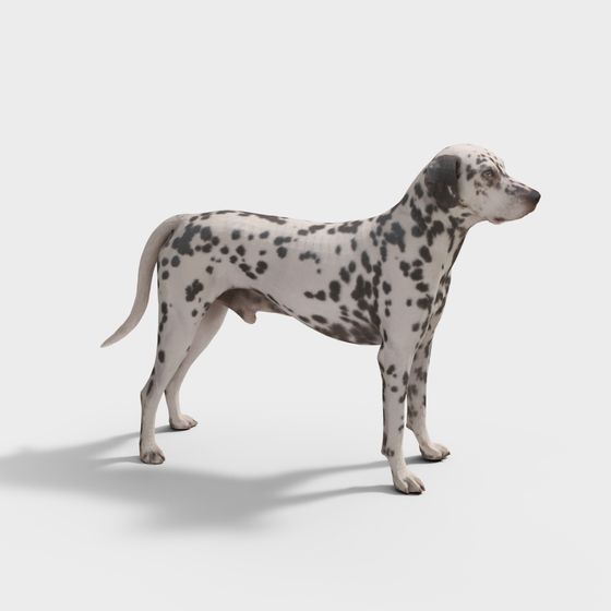 Realistic Dalmatian Dog 3D model