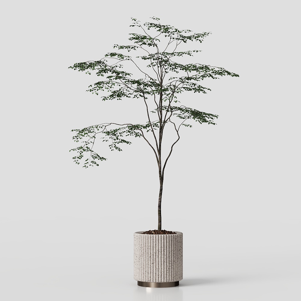 Zhou Yuanchang - Plant