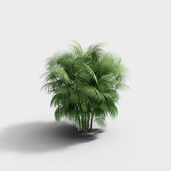 Tropical Palm Tree 3D Model for Modern Designs