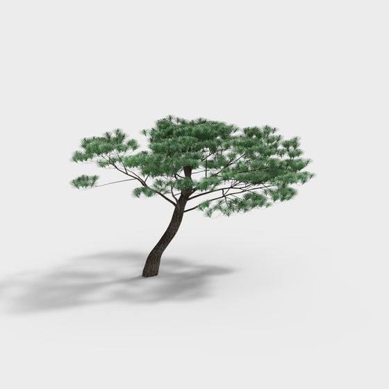 Windblown Pine Tree 3D Model