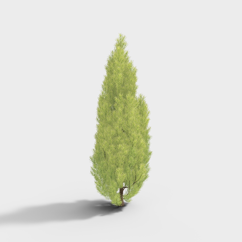 Tall Evergreen Tree 3D Model