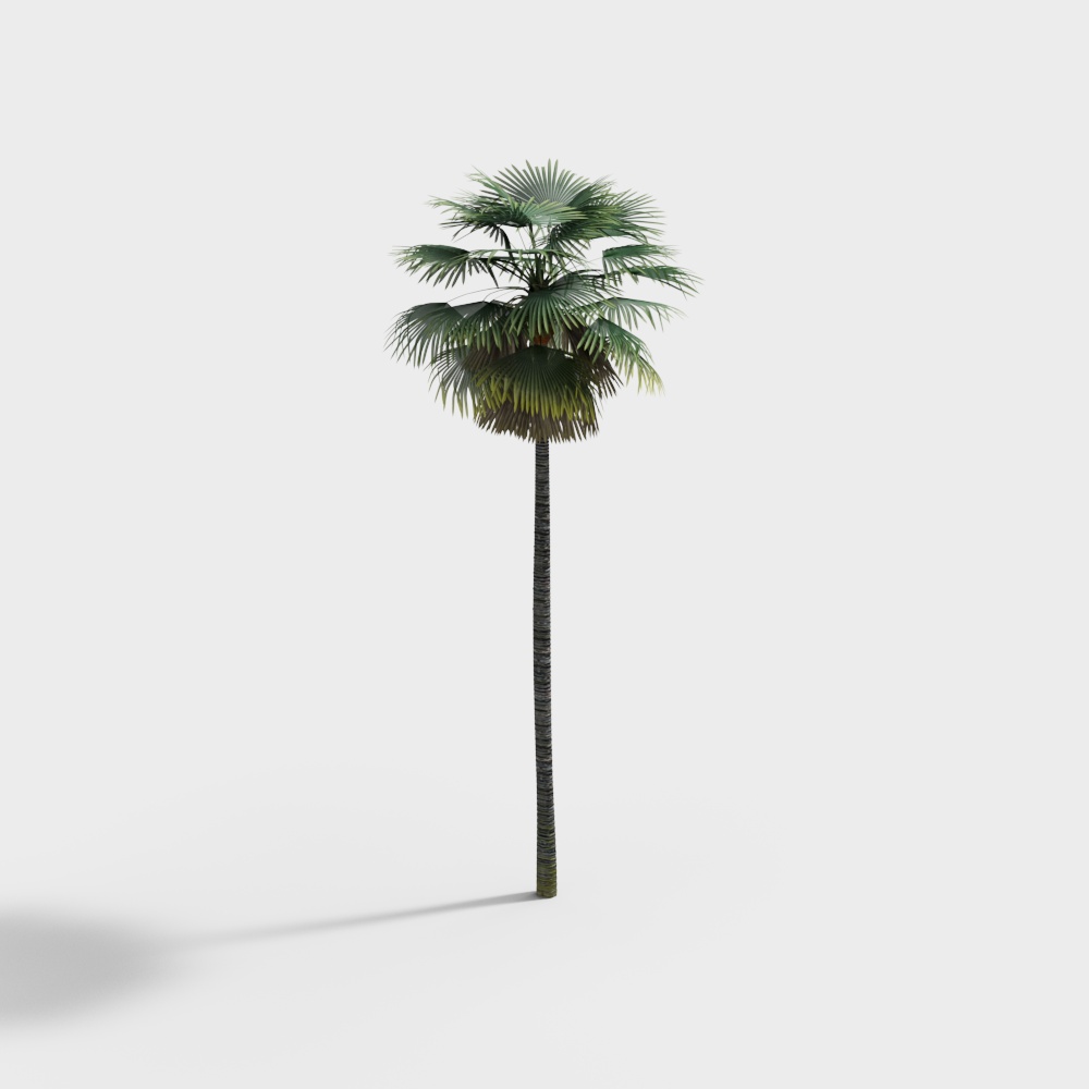 Realistic Palm Tree 3D Model for Tropical Scenes