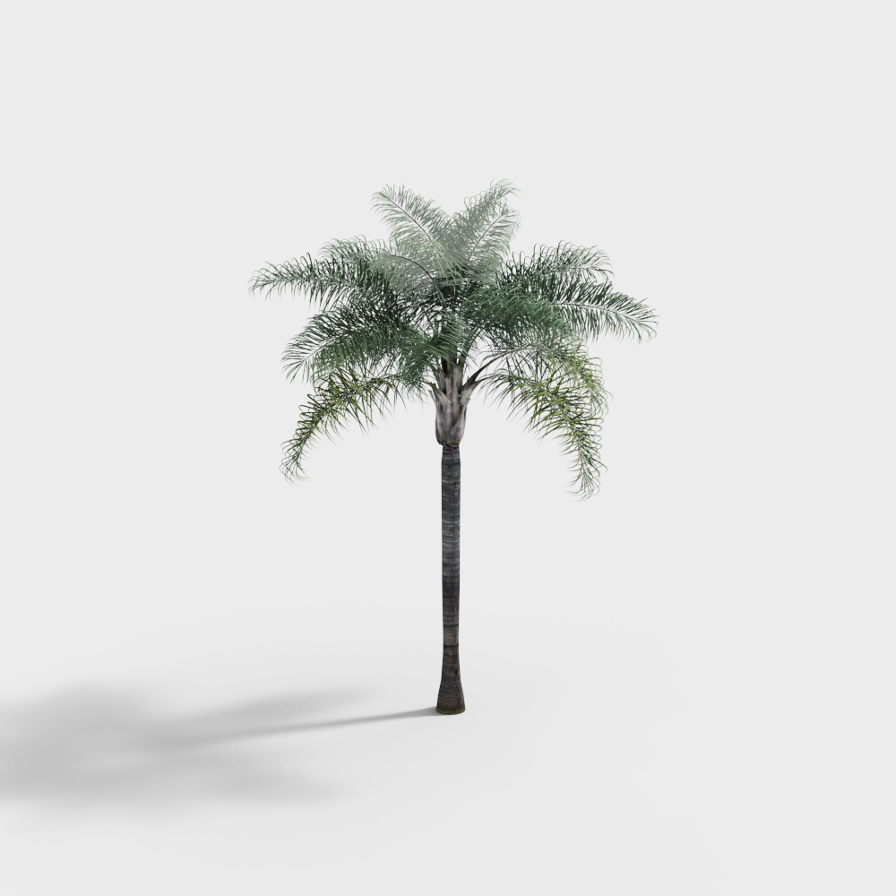 Modern Fruit Tree, Jinshanjiu