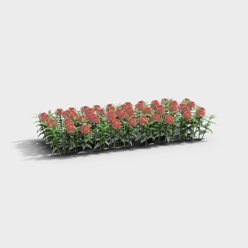 Modern Flower Bed Marigold