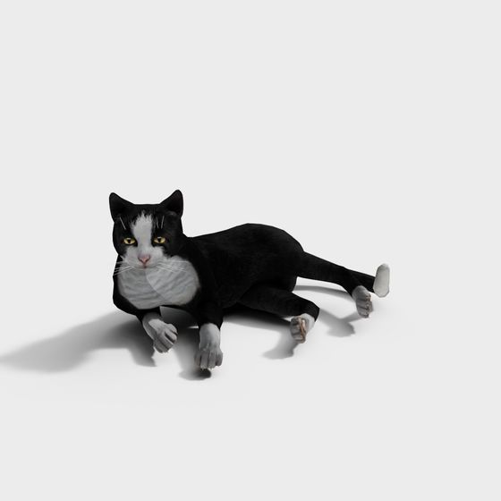 Charming Black and White Cat 3D Model