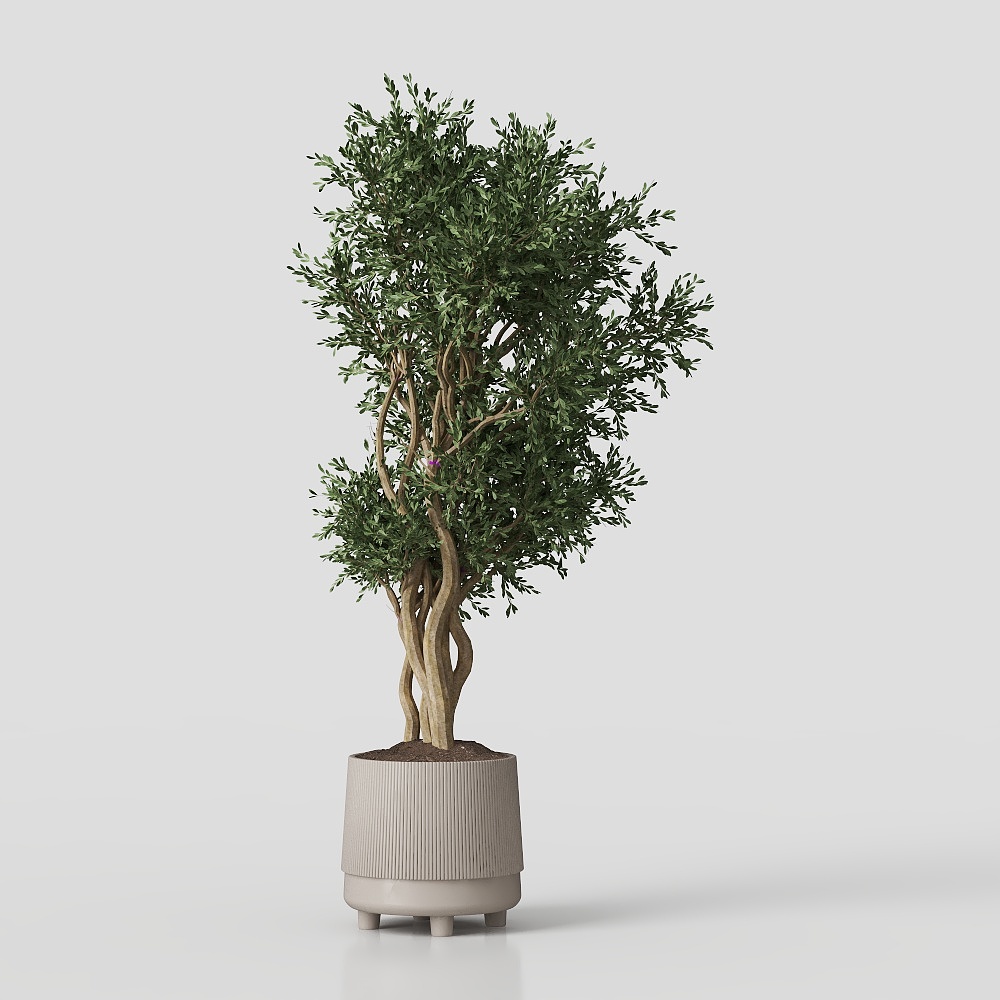 Cây cối trong nhà trên bê tông sồi rỉ