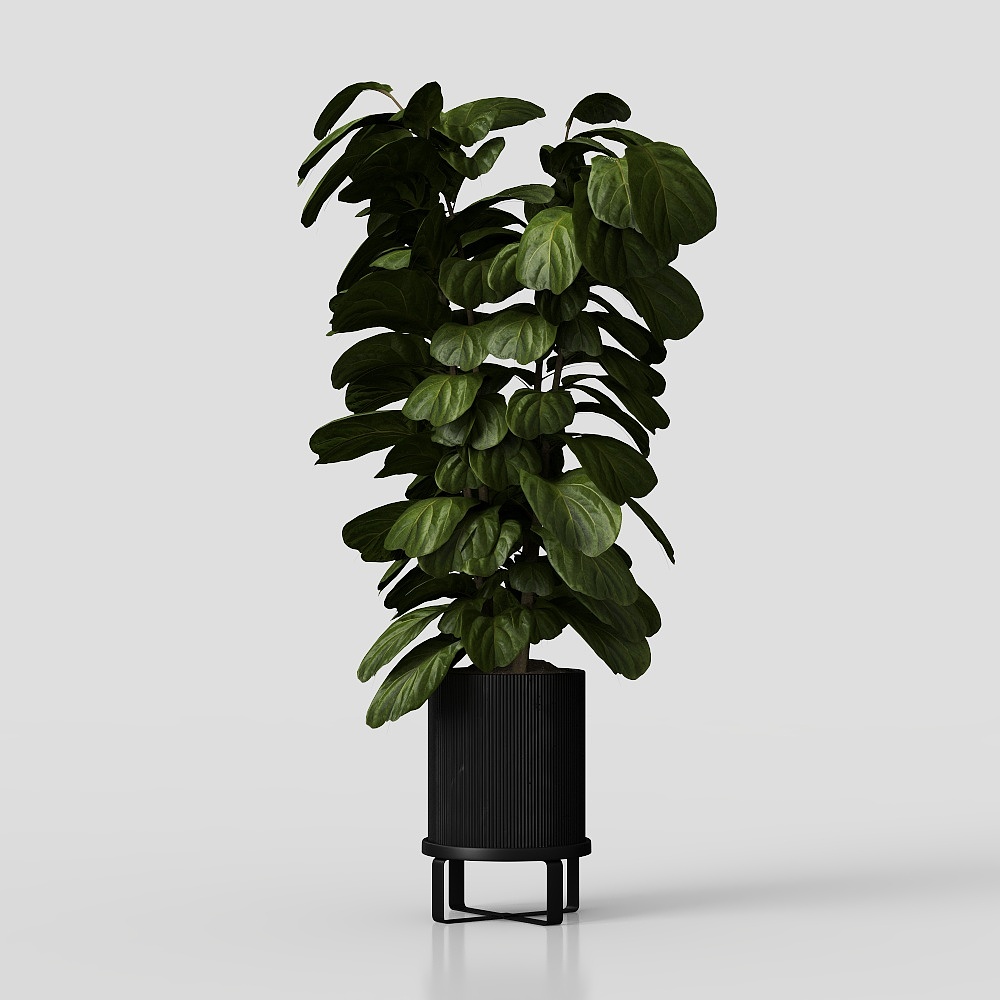 Urban Green Plant 3D model for Modern Interiors