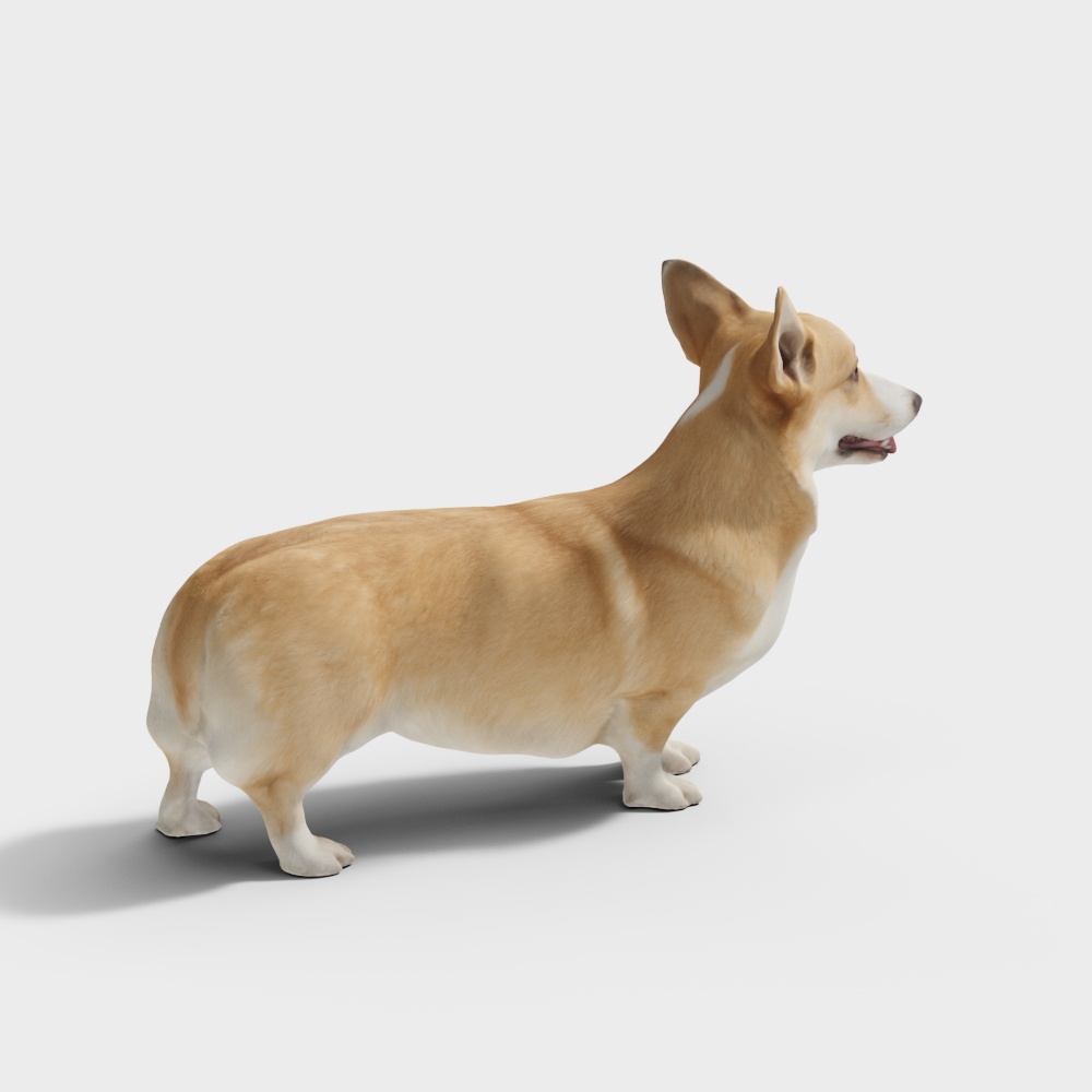 สุนัขพันธุ์คอร์กี้