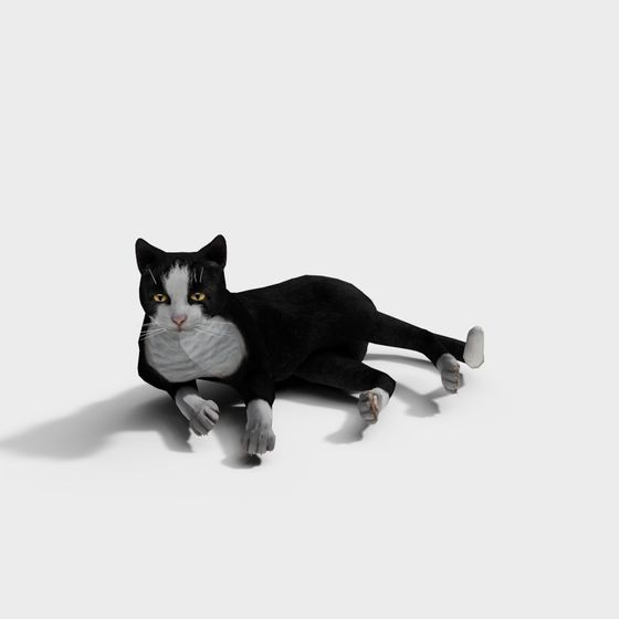 Charming Lazy Black and White Cat 3D model