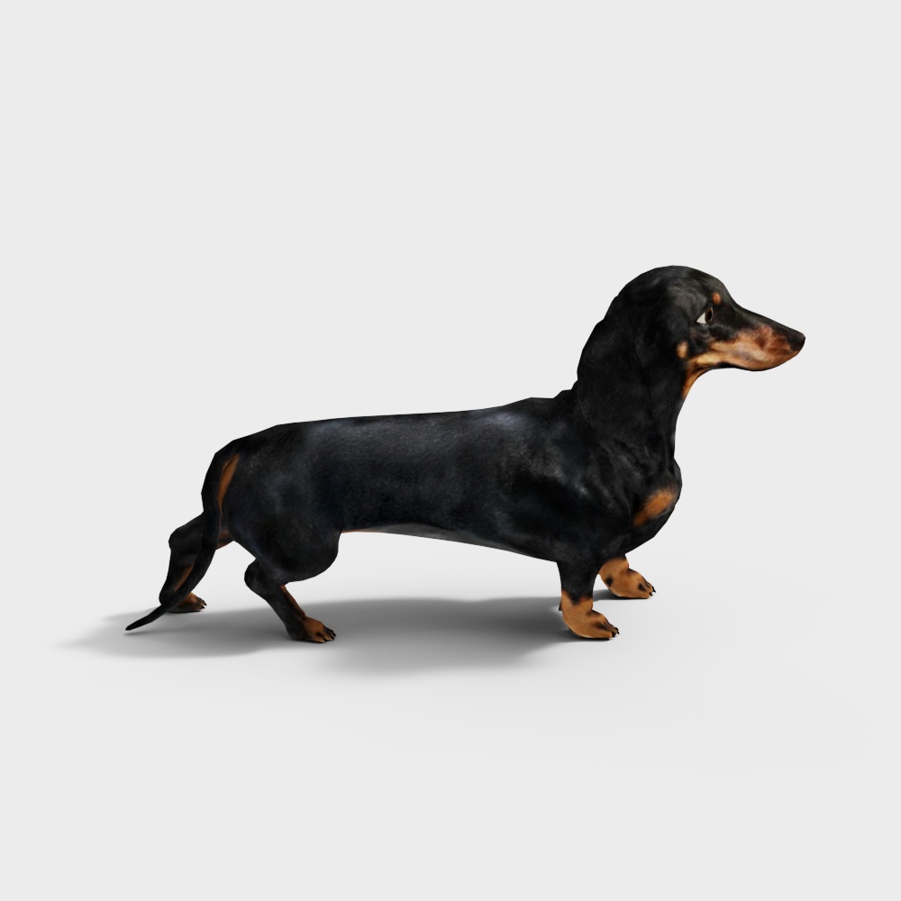 Chinese Sausage Dog