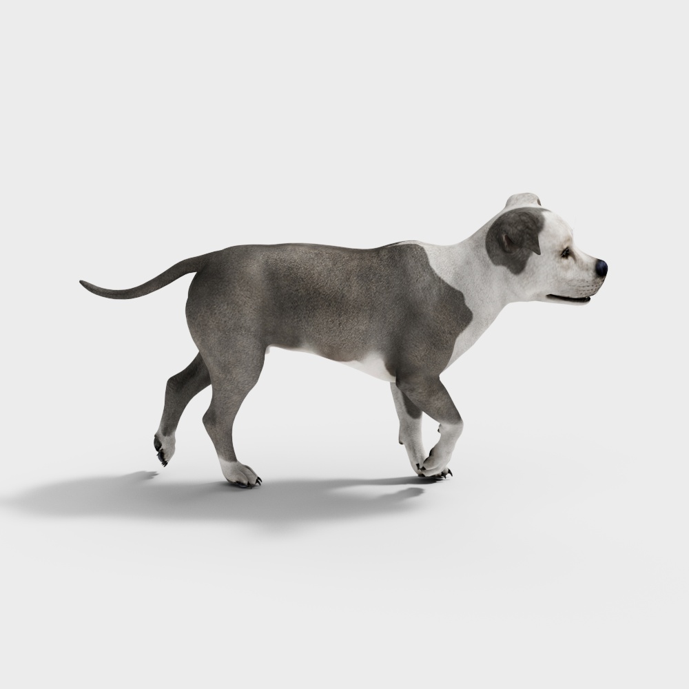Realistic Low-Poly Pit Bull 3D model