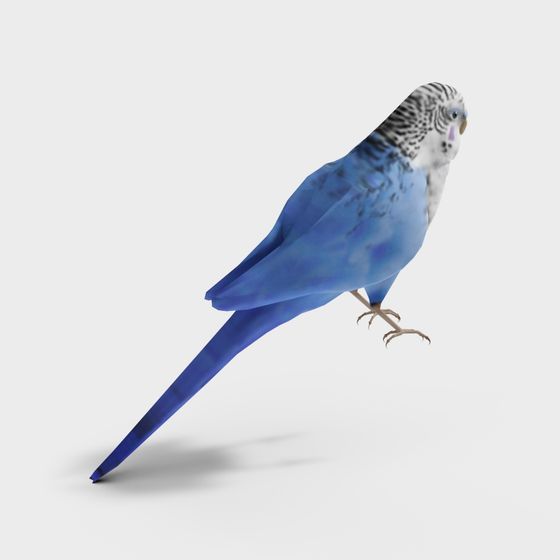 Elegant Blue and White Parrot 3D model for Creativity