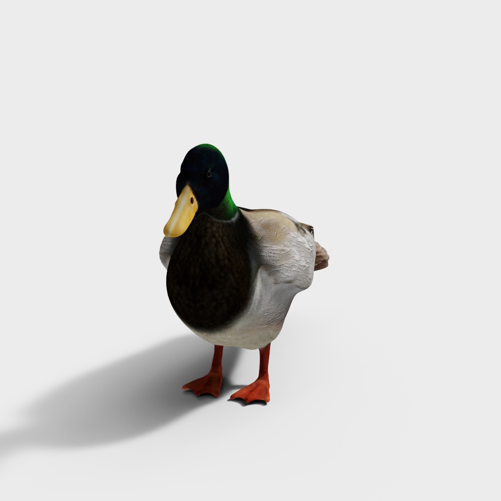 Duck