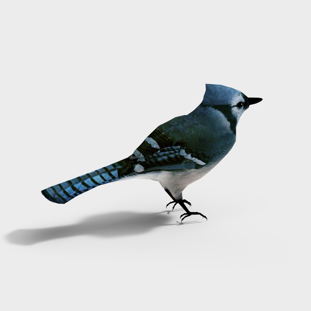 Realistic Blue Jay 3D model for Creative Projects
