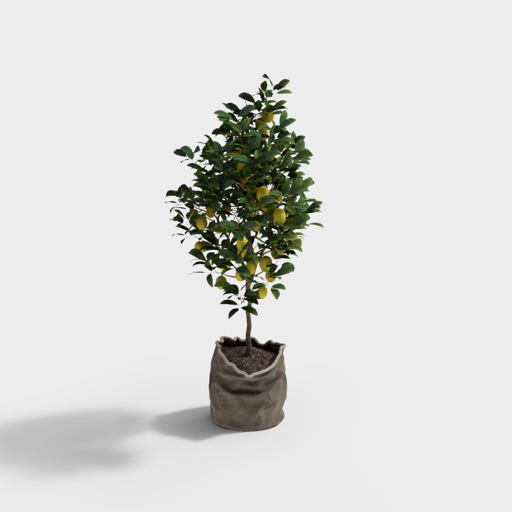 Modern Lemon Tree