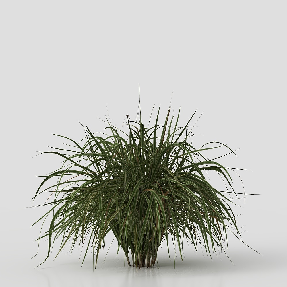 Modern Flowering Shrubs and Variegated Reed Grass