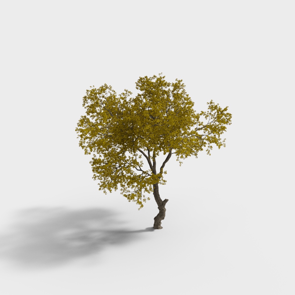 Modern Yellow Forsythia Tree