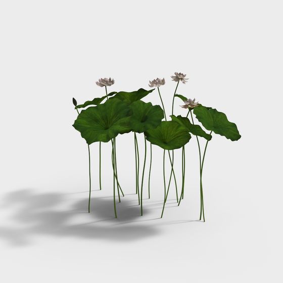 Lotus Flower and Lily Pad 3D model
