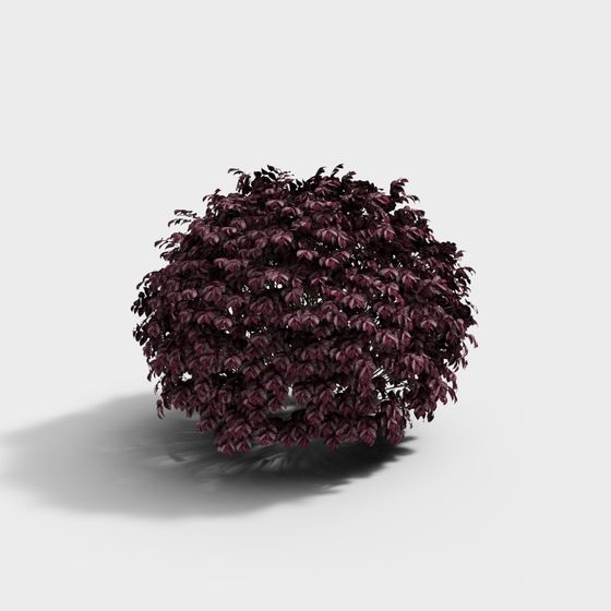 Mysterious Purple Leaf Shrub 3D model