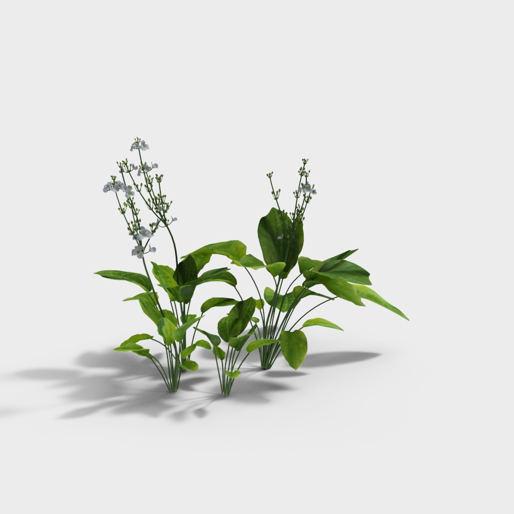 Modern Large-Flowered Crown