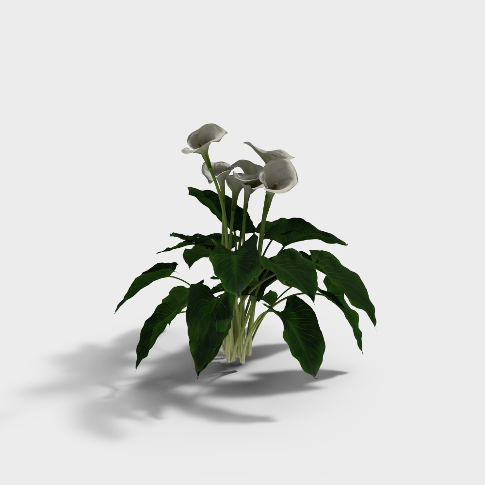 모던 꽃, 덤불 및 칼라 백합