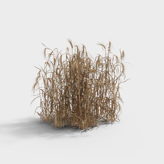 Golden Wheat Patch 3D Model