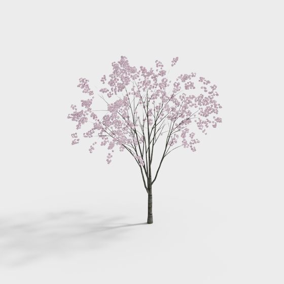 Cherry Blossom Tree 3D Model - Spring's Messenger