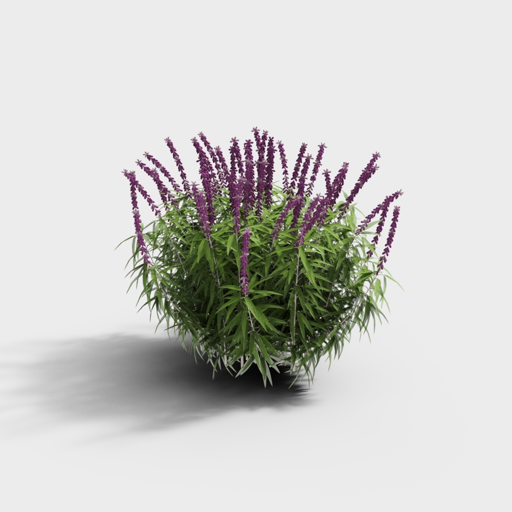 Modern Landscape Tree, Purple Willow Tree