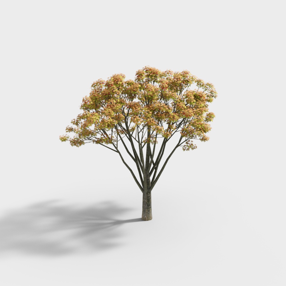 Modern Acer Truncatum