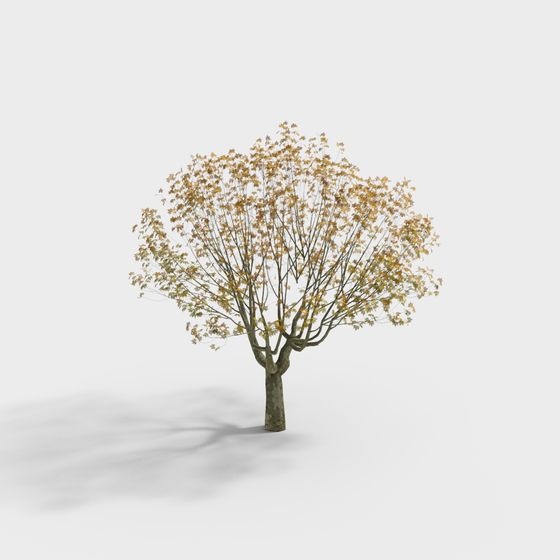 モダン風景カタルパツリー