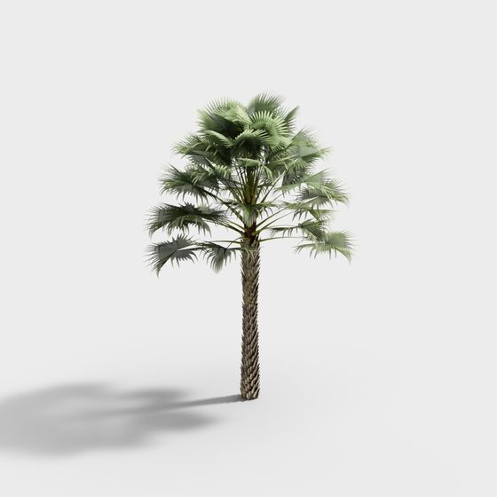 Cây cọ trái cây hiện đại