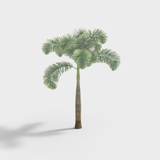 Tropical Palm Tree 3D model